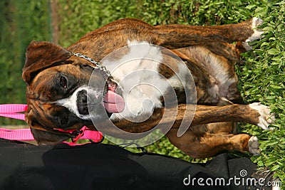 Boxer dog Stock Photo