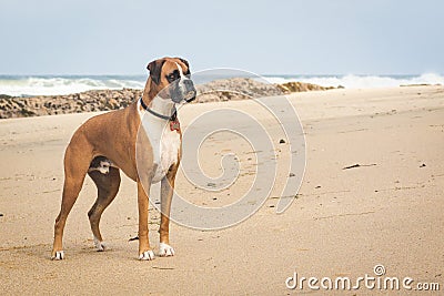 Boxer Dog on Beach Stock Photo