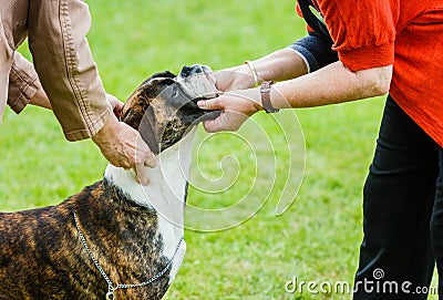 A pedigree boxer dog stands obedient whilst being judged at a dog show Stock Photo