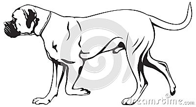 Boxer dog breed Vector Illustration