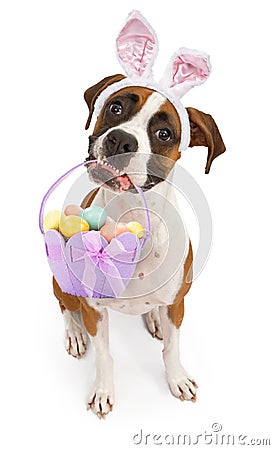 Boxer Dog Carrying Easter Basket Stock Photo