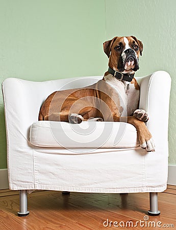 Boxer Dog in Chair Stock Photo