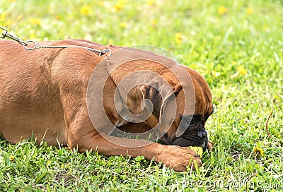 Boxer dog eat in the park Stock Photo