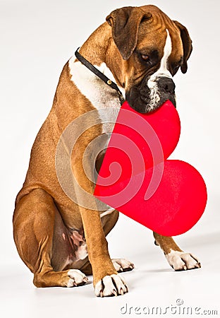 Boxer dog with a heart Stock Photo