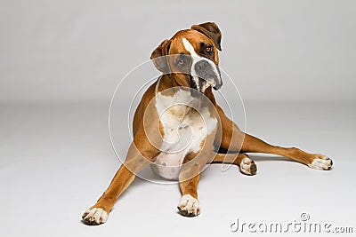 Boxer Dog Looking Curious Stock Photo