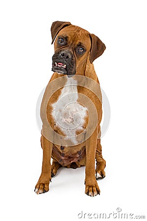 Boxer Dog with overbite Stock Photo