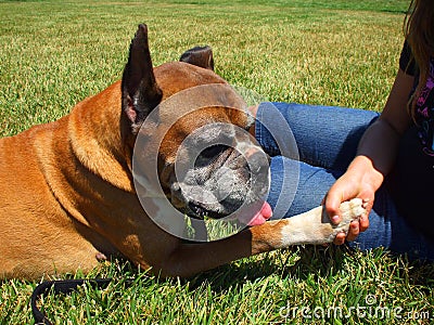 Boxer Dog Shakes Hand Stock Photo