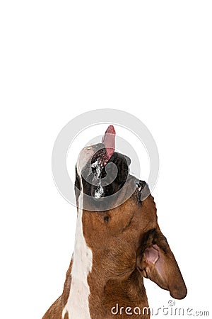 Boxer dog trying to reach something above him Stock Photo