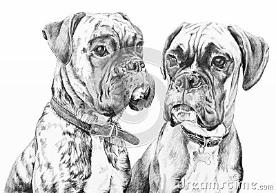 Boxer dogs pencil drawing Stock Photo