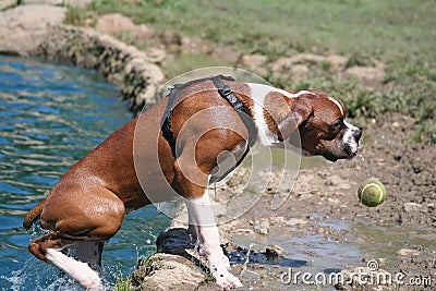 Boxer Fetching Ball From Lake Stock Photo
