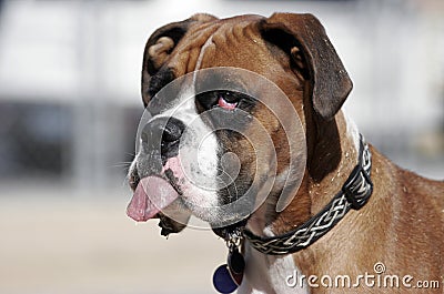 Boxer with his tongue out Stock Photo
