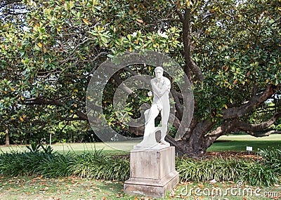 The Boxer and Magnolia Tree Editorial Stock Photo