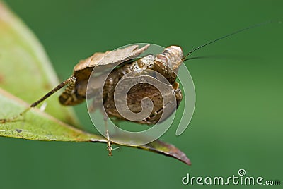 Boxer Mantis Stock Photo