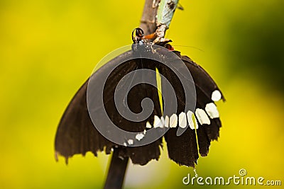 A boxer mantis eating a common mormon butterfly Stock Photo