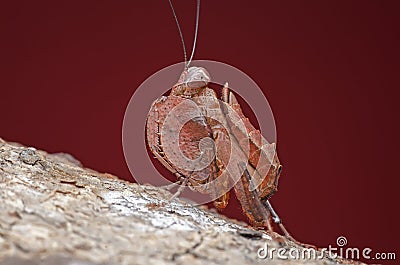 Boxer mantis, praying mantis in malaysia Stock Photo