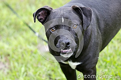 Boxer Pitbull mixed breed dog with underbite Stock Photo