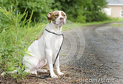 Boxer Pitbull Terrier bulldog mixed breed dog Stock Photo