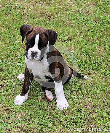 Boxer puppy Stock Photo