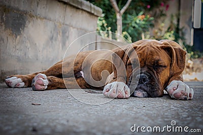 Boxer puppy sleeping in the floor Stock Photo
