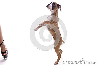 Boxer Puppy wanting a treat! Stock Photo