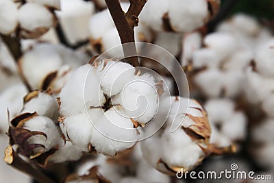 Boxes of cotton on bushes Stock Photo