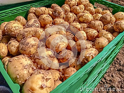 Boxes filled with potatoes ready to be shipped supermarkets. Stock Photo