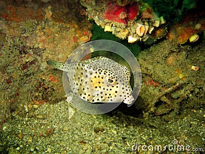 Boxfish Stock Photo