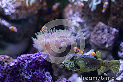 Boxfish and clown fishes in aquarium , sealife Stock Photo