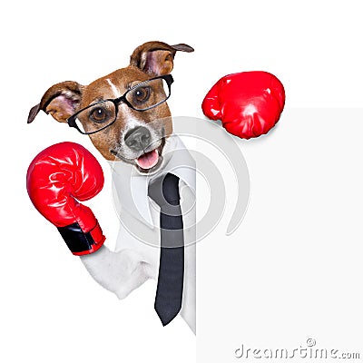 Boxing dog Stock Photo