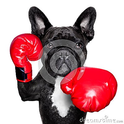 Boxing dog Stock Photo