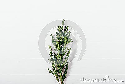 Boxwood branch on white wooden table Stock Photo