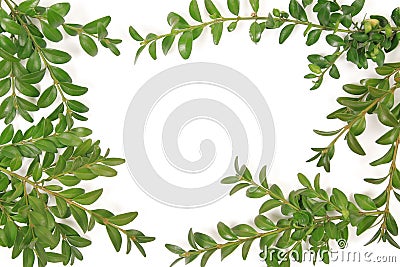 Boxwood frame Stock Photo