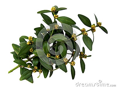 Boxwood Stock Photo