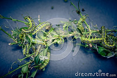 Boxwood moth caterpillar Stock Photo