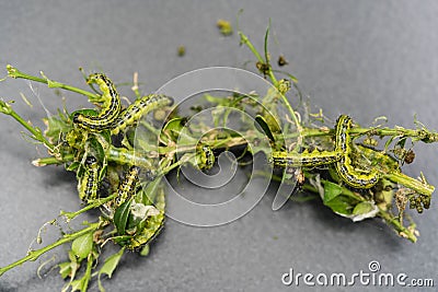 Boxwood moth caterpillar Stock Photo