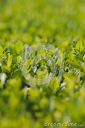 Boxwood plant green leaves Stock Photo
