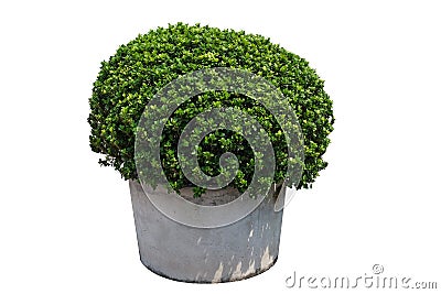 Boxwood plant potted Stock Photo