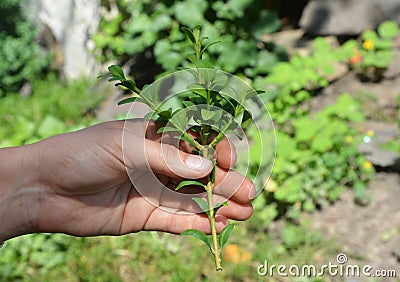 Boxwood Propagation with Stem Cuttings. Growing Boxwood Hedge Shrubs By Rooting Cuttings Stock Photo