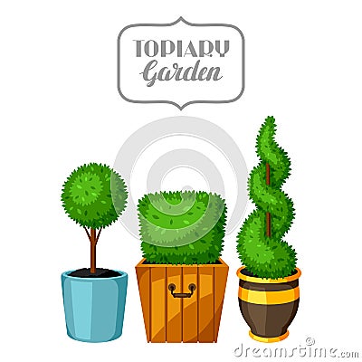 Boxwood topiary garden plants. Decorative trees in flowerpots Vector Illustration