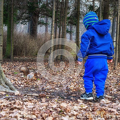 A boy in blue clothes walks to a squirrel in a forest park Stock Photo