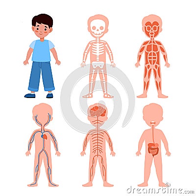 Boy body system. Kids anatomy poster, medical education schemes, skeletal, muscular and nervous, circulatory and Vector Illustration