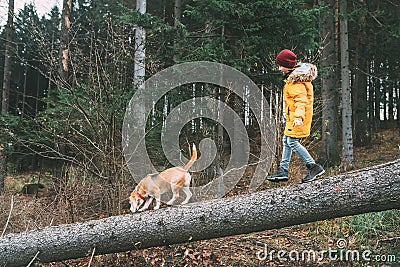 Boy in bright yellow parka walks with his beagle dog in pine for Stock Photo