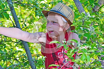 The boy climbed on an apple tree with a hat. Stock Photo