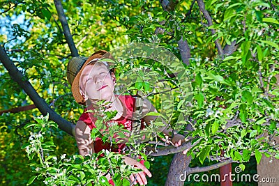 The boy climbed on an apple tree with a hat. Stock Photo