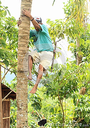 Boy climbing on palmtree Editorial Stock Photo
