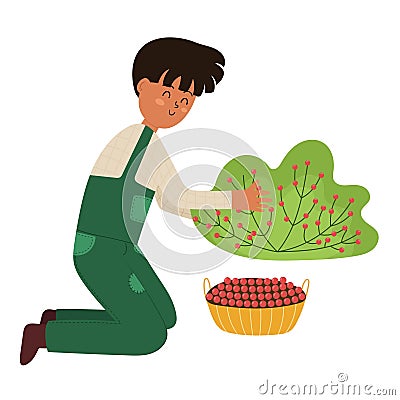 Boy farmer collecting red berries form the bush. Gardening and farming concept Vector Illustration