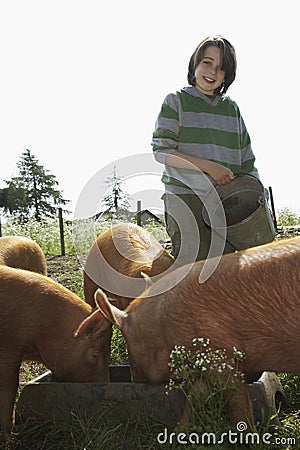 Boy Feeding Pigs In Sty Stock Photo