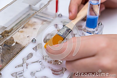 A boy feeding and taking care of ants messor in acrillic ant farm, formicarium Stock Photo