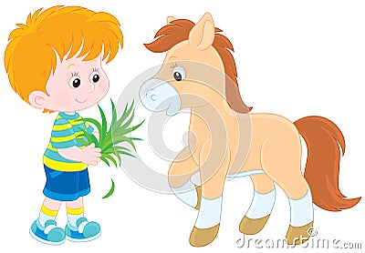 Boy feeds a pony Vector Illustration
