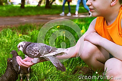 A boy feeds a tame pigeon from his hand. Stock Photo